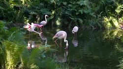 Pink flamingos at the zoo Stock Footage