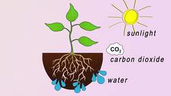 Harnessing the Sun: How Plants Turn Light into Life Instructional Video
