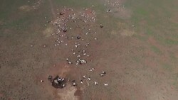 VOICED : AFPTV BEST OF 2022 // Kenya herders battle drought, then floods News Clip