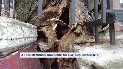 Flatbush neighbors cite 'tree-mendous' problem that they hope city will fix News Clip