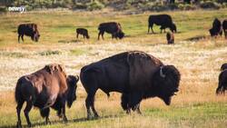 U.S. Will Not Grant Yellowstone Bison Endangered Species Protections News Clip