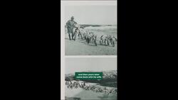 Penguin Eggs for Breakfast?! Instructional Video