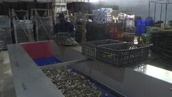 CLEAN : Portuguese oysters make a comeback thanks to foreign demand News Clip