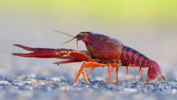 Subphylum Crustacea Part 3: Malacostraca, Branchiopoda, and More Instructional Video