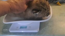#TheMoment a bobcat kitten was rescued during post-tropical storm Lee News Clip