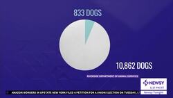 Rescue Me: Pets, Adoption And The Challenges Shelters Face News Clip