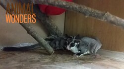Behind the Scenes: Sugar Glider Introduction Instructional Video