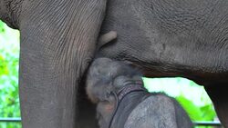 An elephant mom is breast feeding her baby Stock Footage