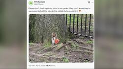 Pizza-loving squirrel gnaws on slice at Shore Road Park News Clip