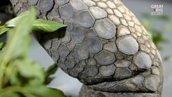 The Resilient Giants, Exploring the Life of Aldabra Tortoises Instructional Video