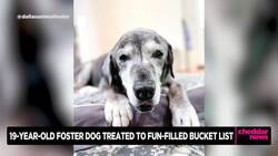 19-Year-Old Foster Dog Treated to Fun-Filled Bucket List News Clip