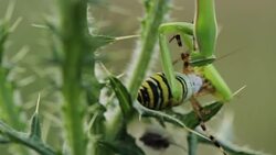 Mantis religiosa eating a wasp spider (Argiope bruennichi) Stock Footage