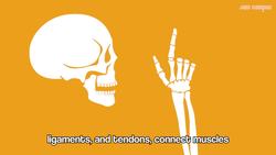Human Bones Song Instructional Video