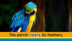 Present Tense Verbs Instructional Video