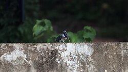 Kingfisher bird : adult Crested kingfisher (Megaceryle lugubris) Stock Footage