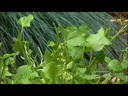 How To make Sorrel Soup Instructional Video