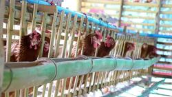 Eggs chicken in the farm Stock Footage