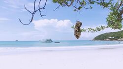 Beach trees and white sand beaches on a bright sky Stock Footage