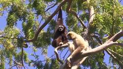 Zoos in virus shutdown: No guests, animals to feed Instructional Video