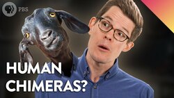 Could You Be a Chimera? Instructional Video