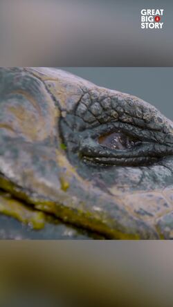 Goliath, the giant Galapagos tortoise's tale Instructional Video