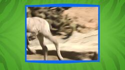 This Lamb Is Making Her Keepers Laugh Constantly Instructional Video