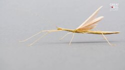 The Pink Winged Stick Insect: Master of Camouflage Instructional Video