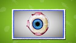 I WONDER - What Is The Busiest Muscle In The Body? Instructional Video