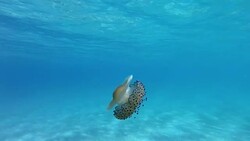Slow motion of Jellyfish floating and swimming in Aegean sea in Greece Stock Footage