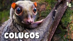 Is This Weird Animal Our Closest Relative? Instructional Video