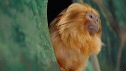 Meet the Cotton Top Tamarin, One of the Tiniest Monkeys in the World Instructional Video
