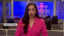 Bear euthanized after wandering into Regina News Clip