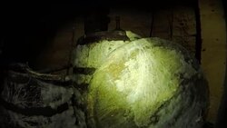 Old Barrels in a Dark Cellar Stock Footage