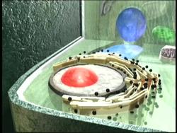 Cells: Video Assessment Instructional Video