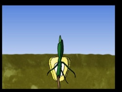 Actividades de las plantas: el nacimiento de una planta Instructional Video