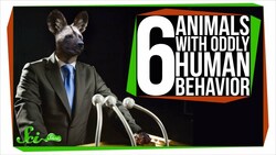 6 Animals with Oddly Human Behavior Instructional Video