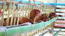 Eggs chicken in the farm Stock Footage