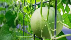 The Sweetness of Honeydew: A Melon Overview Instructional Video