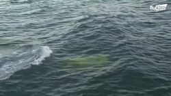 The Crazy Reason Why US Navy is Training an Army of Dolphins Instructional Video