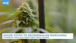 House Passes Bill That Would Decriminalize Marijuana News Clip