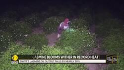 Egypt: Jasmine Fields Struggle to Survive Amid Scorching Heat News Clip