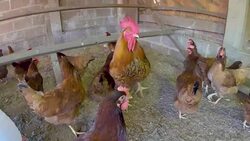chicken creation farm animal Stock Footage