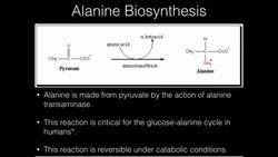 Alanine Biosynthesis Instructional Video
