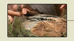 Biodiversity: Natural and Human Causes of Depletion Instructional Video