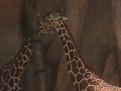 Animals, Birds & Fish: At the zoo, Part 2 Instructional Video