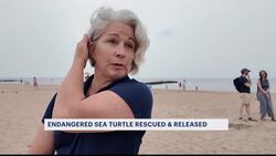 Rescued sea turtle gets second chance at life in Coney Island waters News Clip