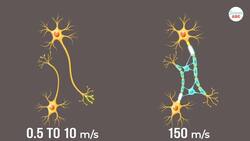 Glial Cells: Definition, Types, Functions of Glial Cells | Role in Psychology Instructional Video