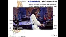The Corticospinal Tracts EXPLAINED | Motor Output Instructional Video