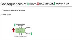 Alcohol Toxicity | Toxic Effects of Ethanol on Liver Metabolism (Metabolic Consequences) Instructional Video