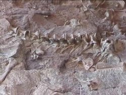 Life Through Time: Life in the Mesozoic Era Instructional Video